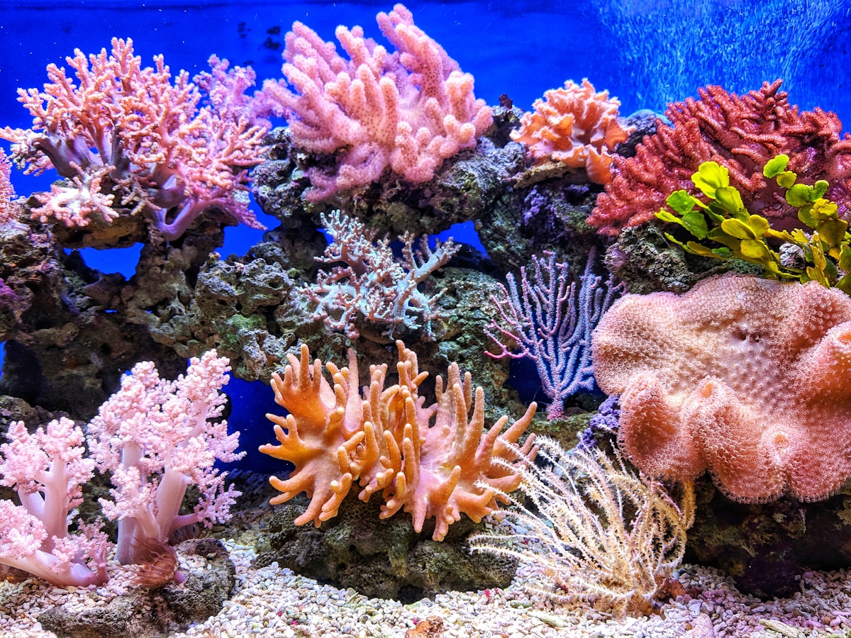 Coral reef ecosystem in Hawaiian waters — calcium carbonate structures threatened by ocean acidification from fossil fuel CO2